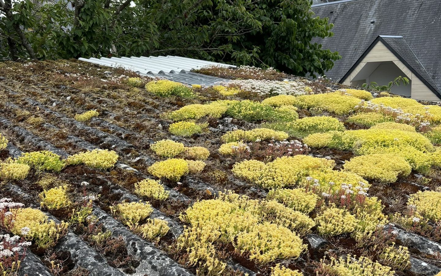 Toiture en fibrociment couverte de mousse avant nettoyage